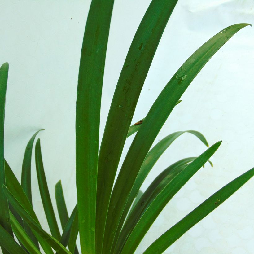 Agapanthus Lavender Haze (Foliage)