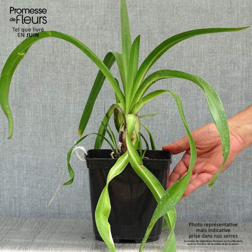 Agapanthus Megans Mauve 2L/3L pot sample as delivered in summer