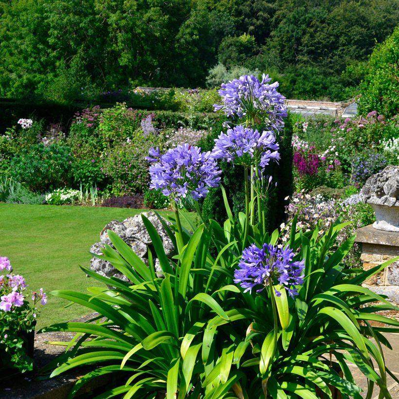 Agapanthus Navy Blue (Plant habit)