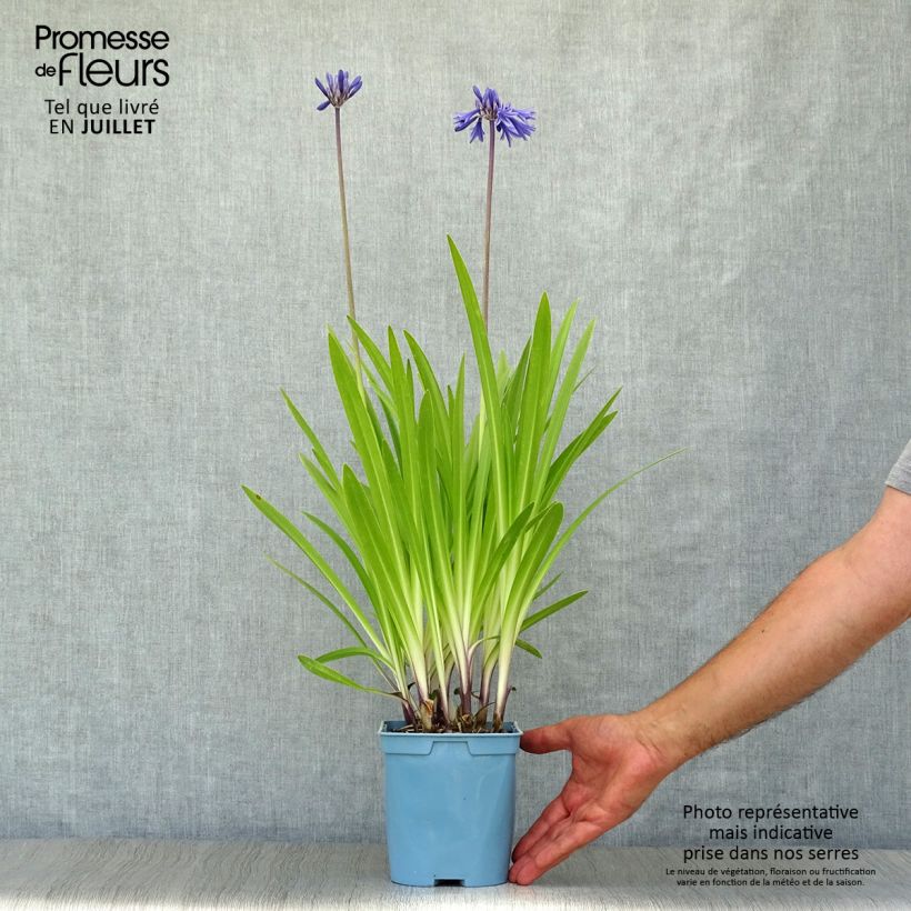 Agapanthus Navy Blue 2L/3L pot sample as delivered in summer