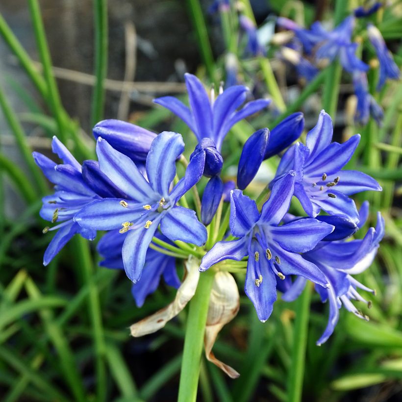 Agapanthus Northern Star (Flowering)