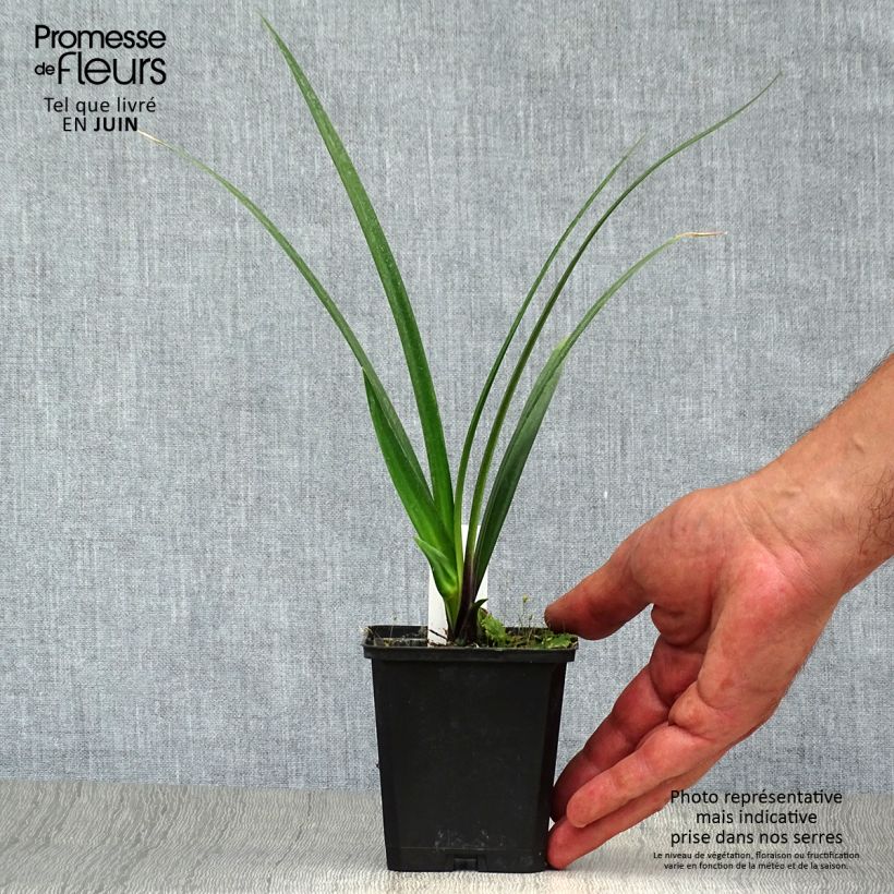 Agapanthus Northern Star 8/9 cm pot sample as delivered in summer