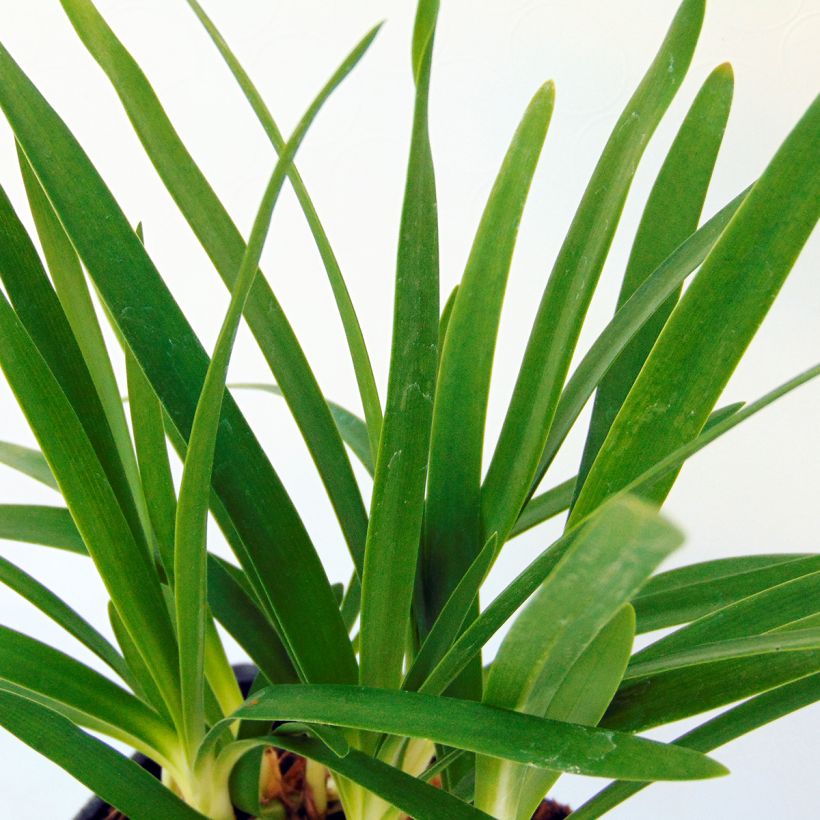 Agapanthus Peter Pan (Foliage)