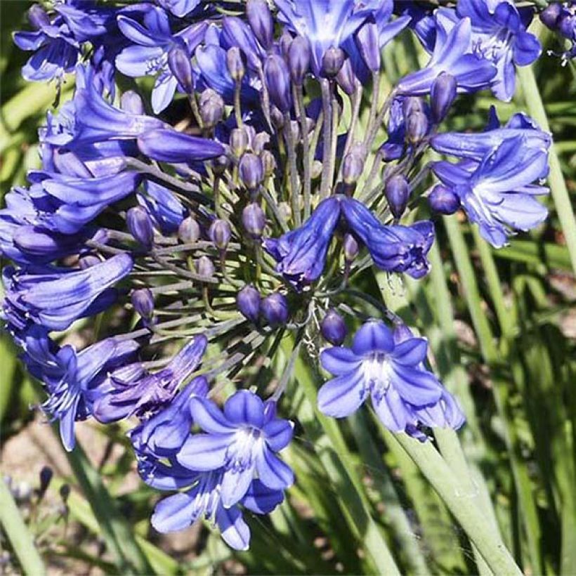 Agapanthus Peter Pan (Flowering)