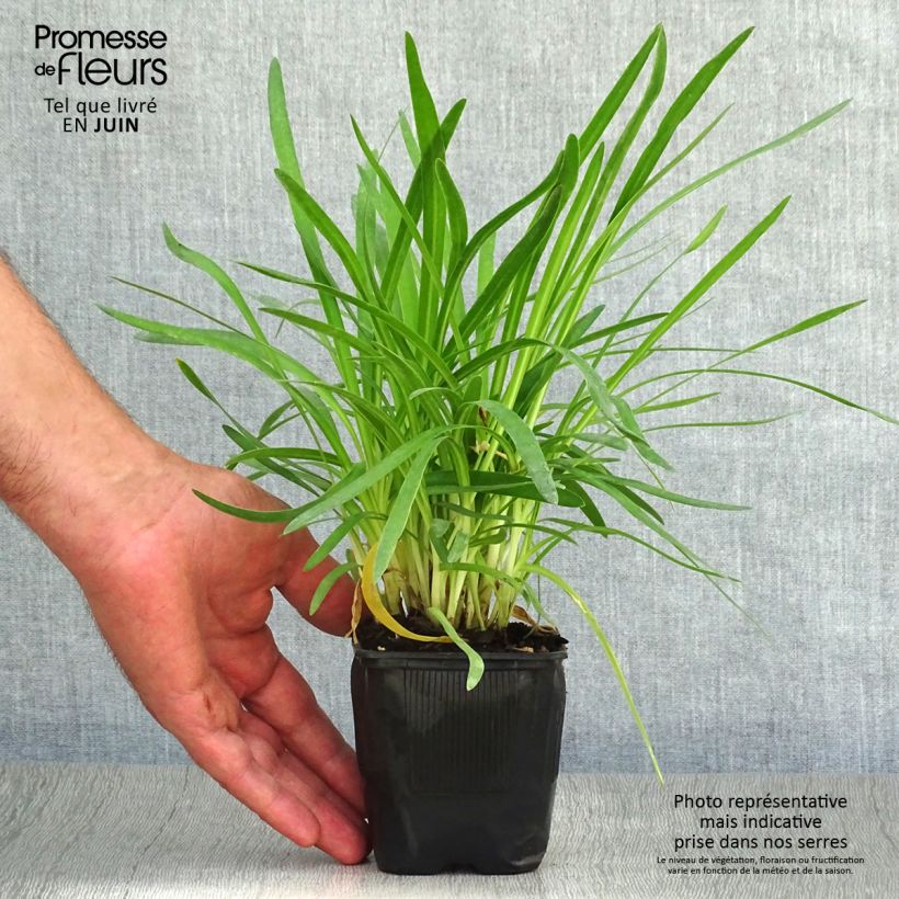 Agapanthus Peter Pan 8/9 cm pot sample as delivered in summer
