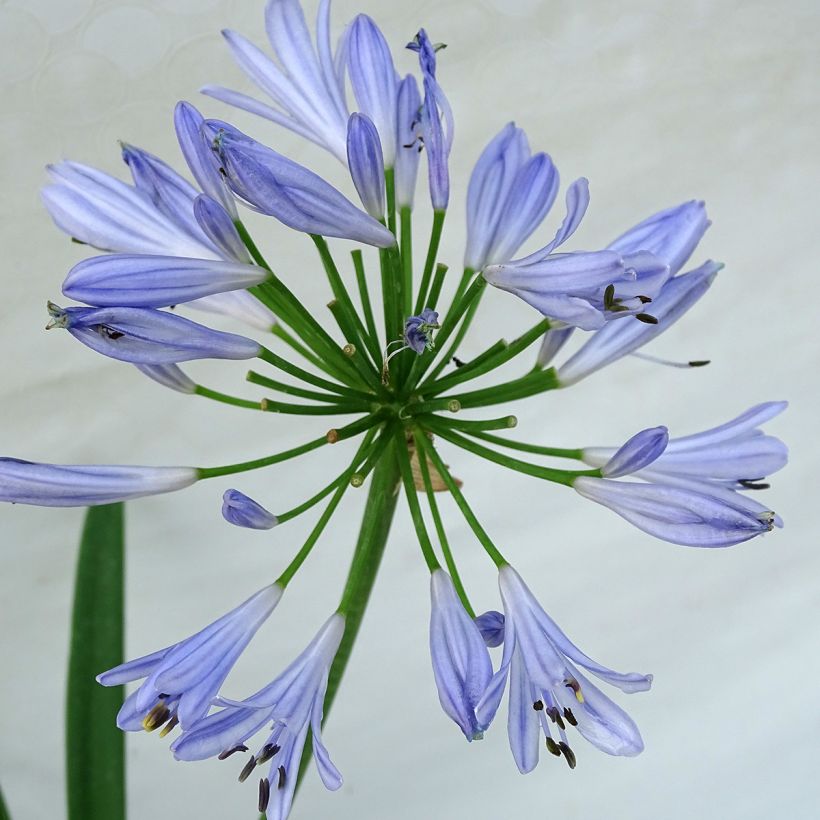 Agapanthus Pitchoune Blue (Flowering)