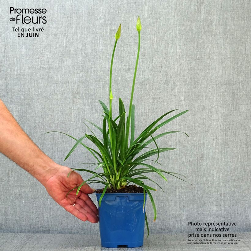 Agapanthus Pitchoune Blue 2L/3L pot sample as delivered in summer