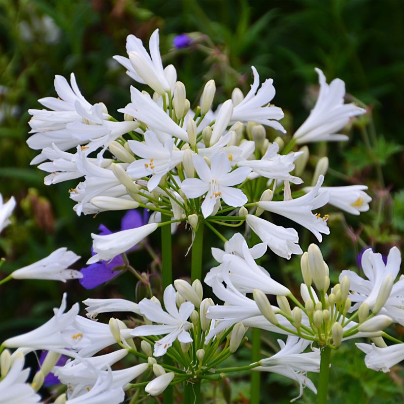 Agapanthus Pitchoune White (Flowering)