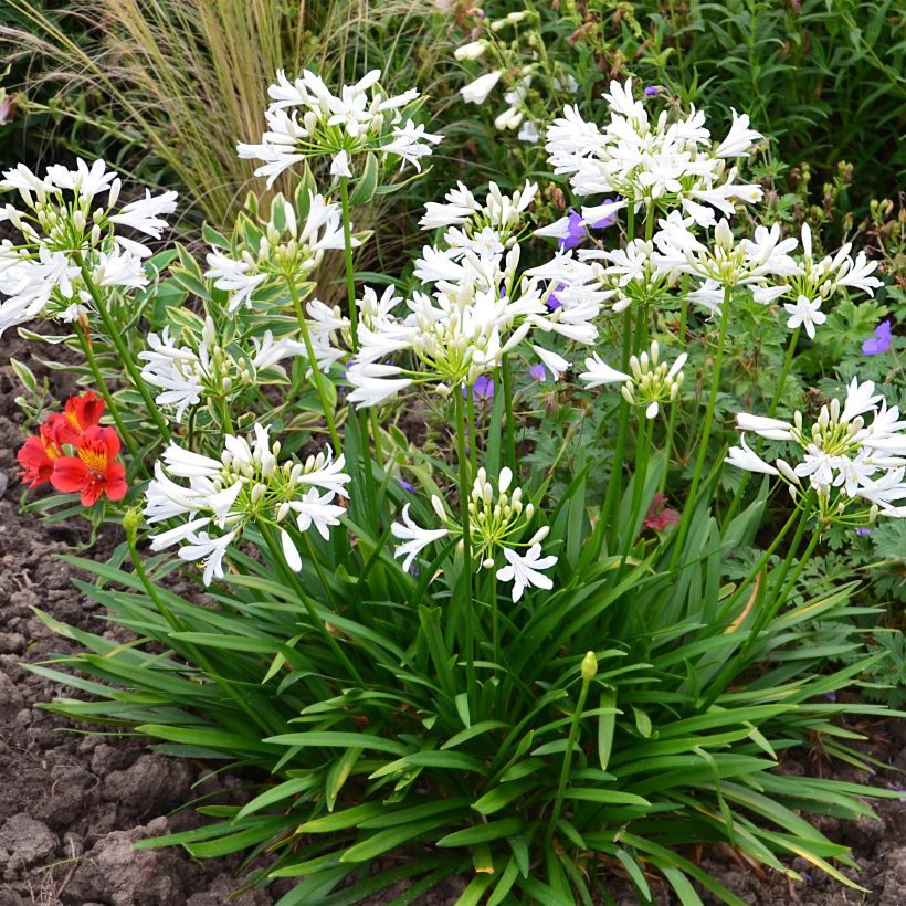 Agapanthus Pitchoune White (Plant habit)