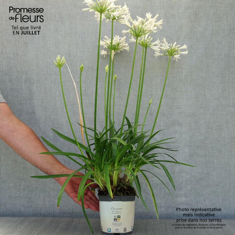 Agapanthus Pitchoune White 2L/3L pot sample as delivered in summer