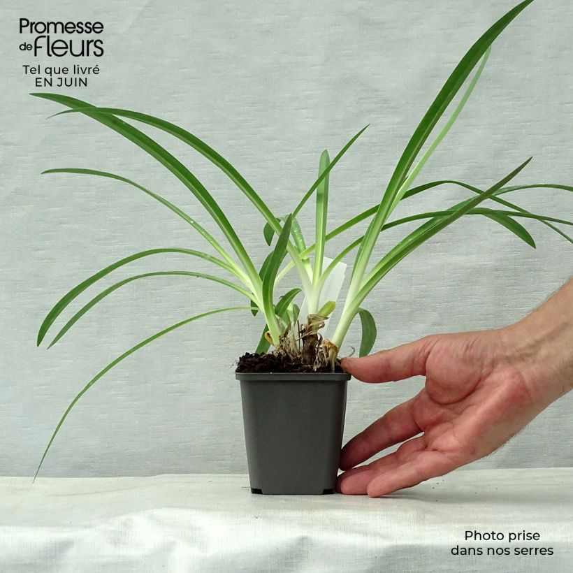 Agapanthus  africanus Polar Ice 8/9 cm pot sample as delivered in summer