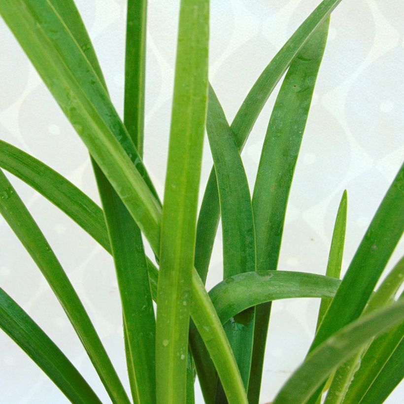 Agapanthus Purple Cloud (Foliage)