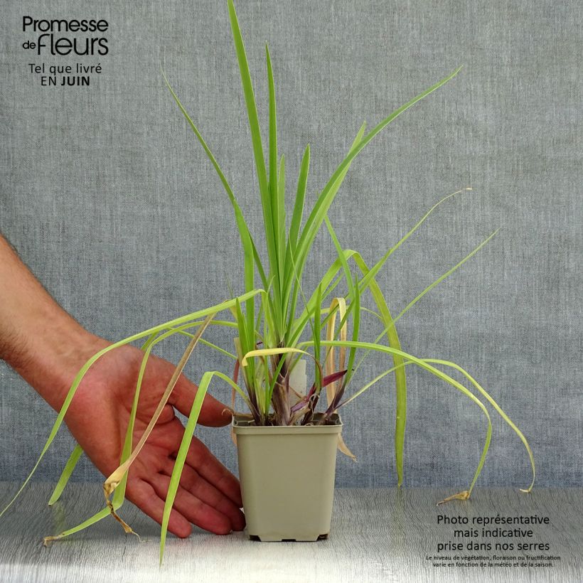 Agapanthus Purple Cloud 8/9 cm pot sample as delivered in summer