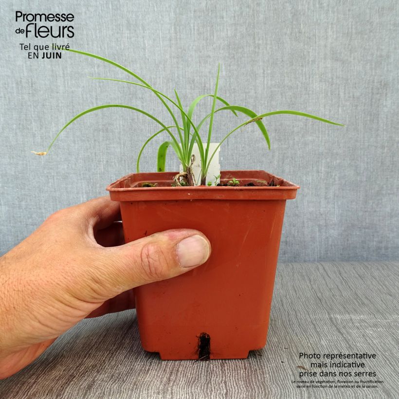 Agapanthus Purple Cloud 1L/1.5L pot sample as delivered in summer
