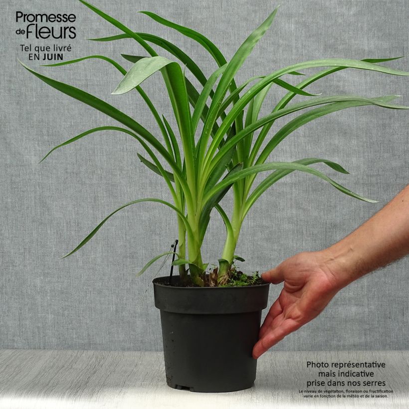 Agapanthus Purple Heart 2L/3L pot sample as delivered in summer