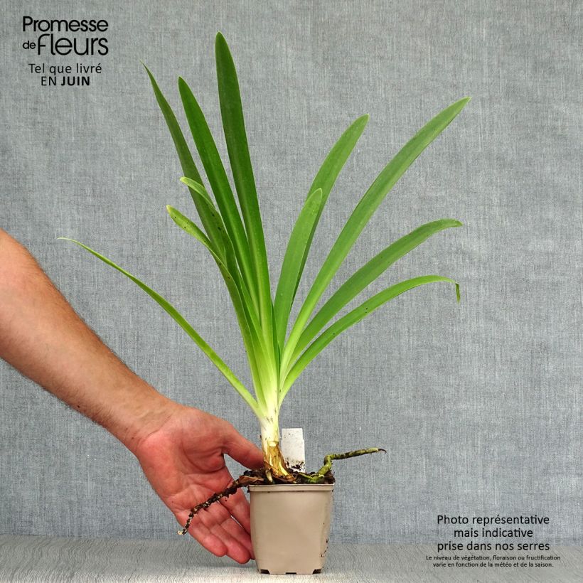 Agapanthus Queen Mum 8/9 cm pot sample as delivered in summer