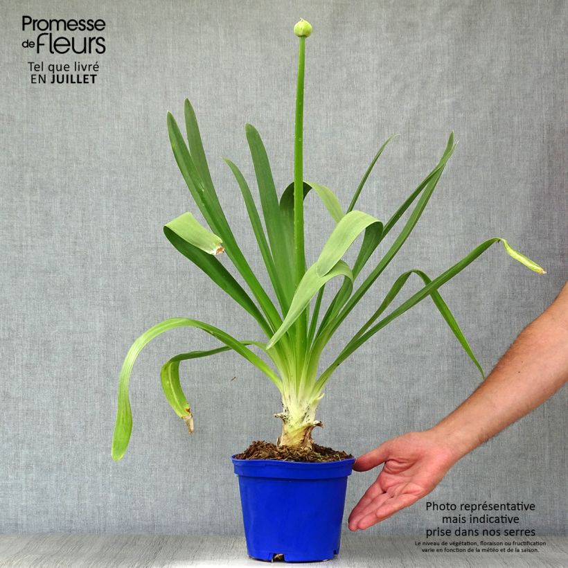 Agapanthus Queen Mum 2L/3L pot sample as delivered in summer