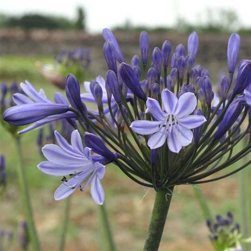 Agapanthus campanulatus Rosewarne (Flowering)