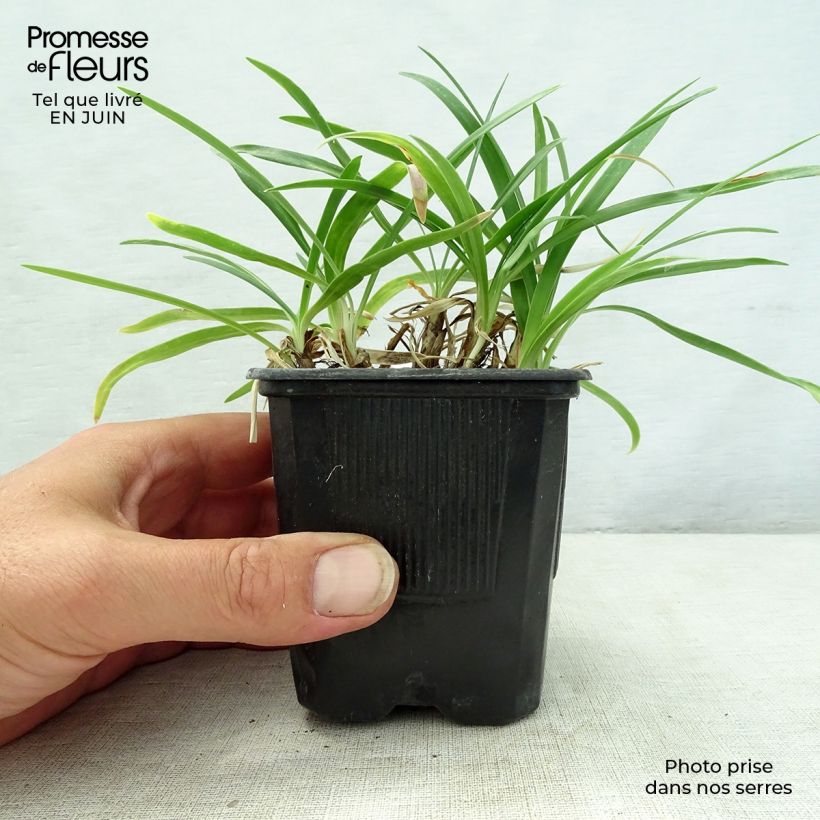 Agapanthus campanulatus Rosewarne 8/9 cm pot sample as delivered in summer