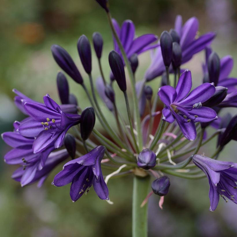 Agapanthus Royal Velvet (Flowering)