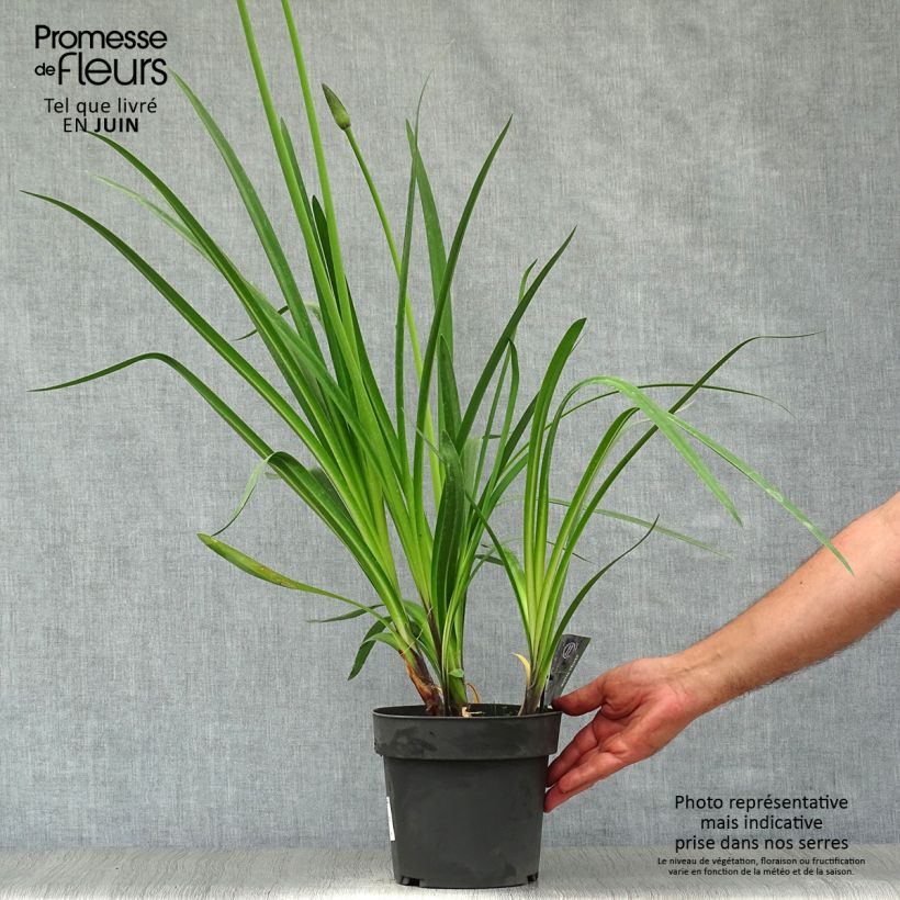 Agapanthus Royal Velvet 2L/3L pot sample as delivered in summer