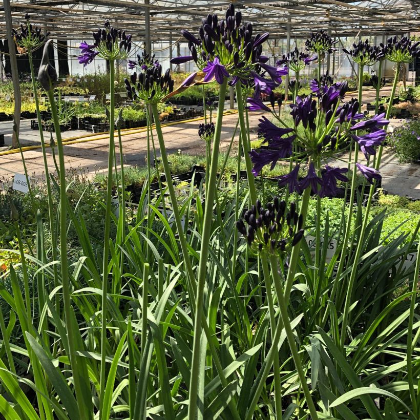 Agapanthus Royal Velvet (Plant habit)