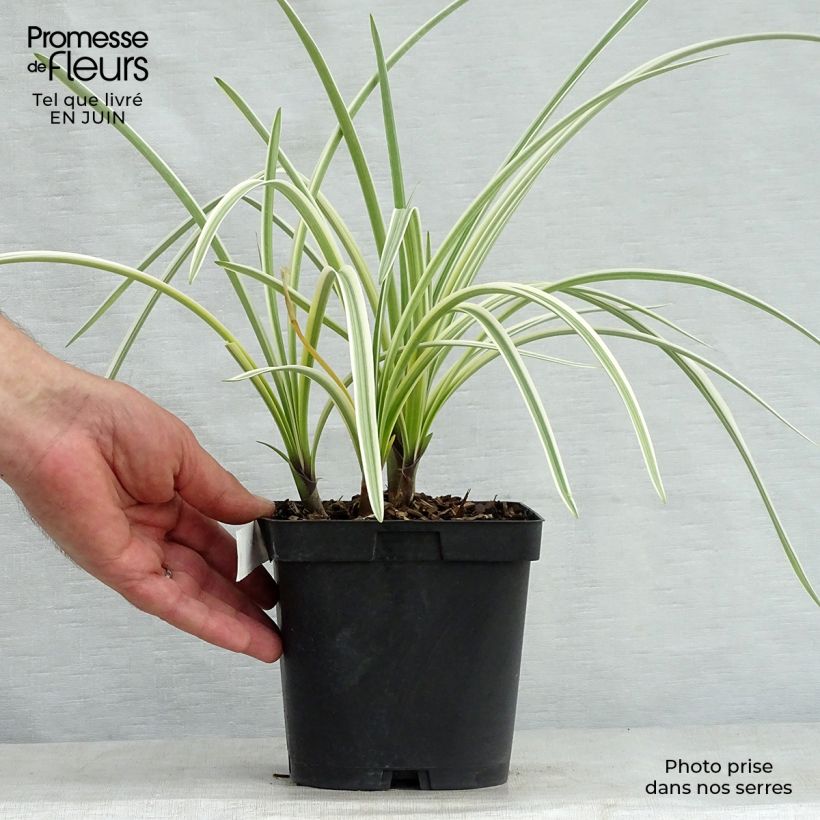 Agapanthus Silver Moon 1L/1.5L pot sample as delivered in summer