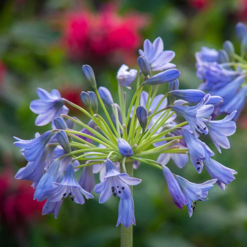 Agapanthus Southern Cross (Flowering)