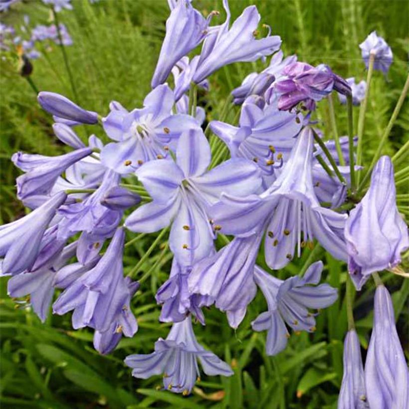 Agapanthus Stars and Stripes (Flowering)