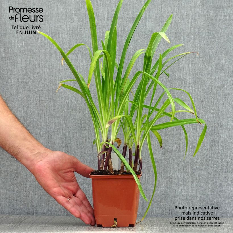 Agapanthus Stars and Stripes 1L/1.5L pot sample as delivered in summer