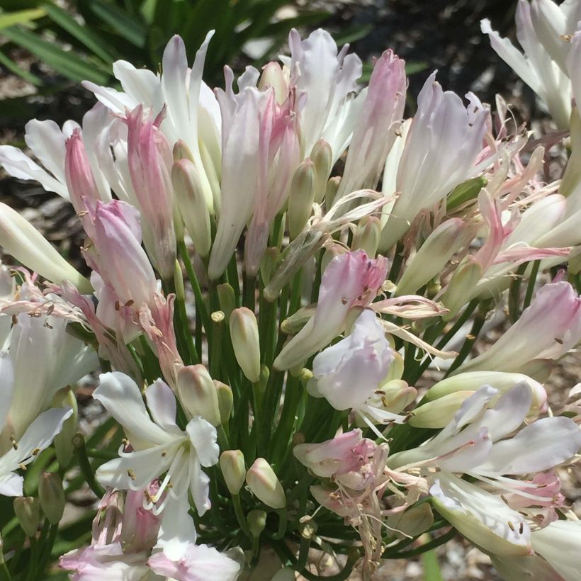 Agapanthus Strawberry Ice (Flowering)