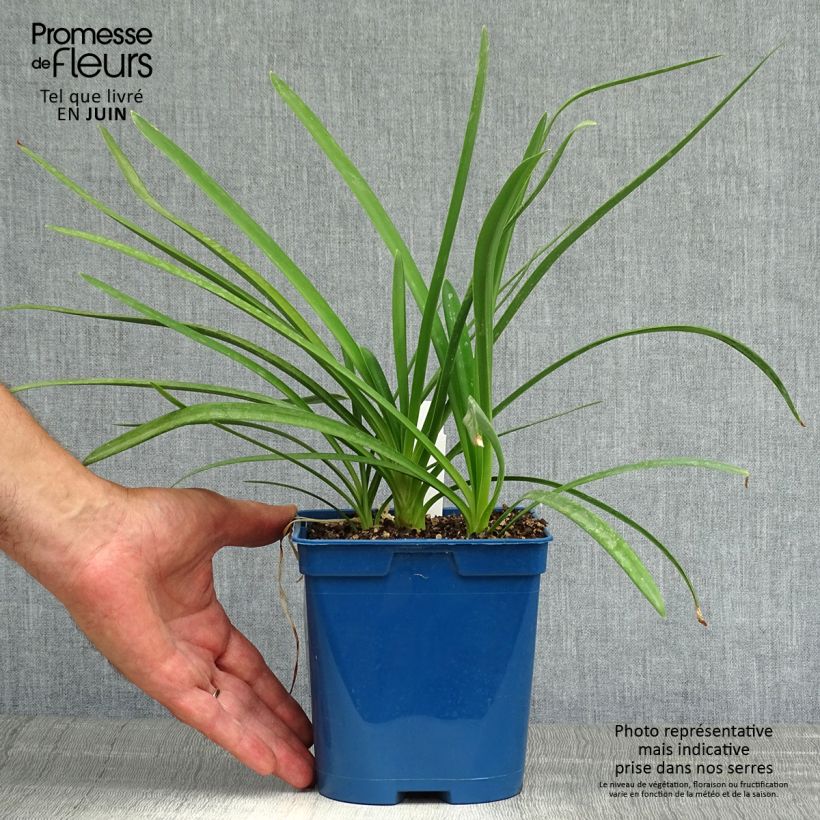 Agapanthus Strawberry Ice 2L/3L pot sample as delivered in summer