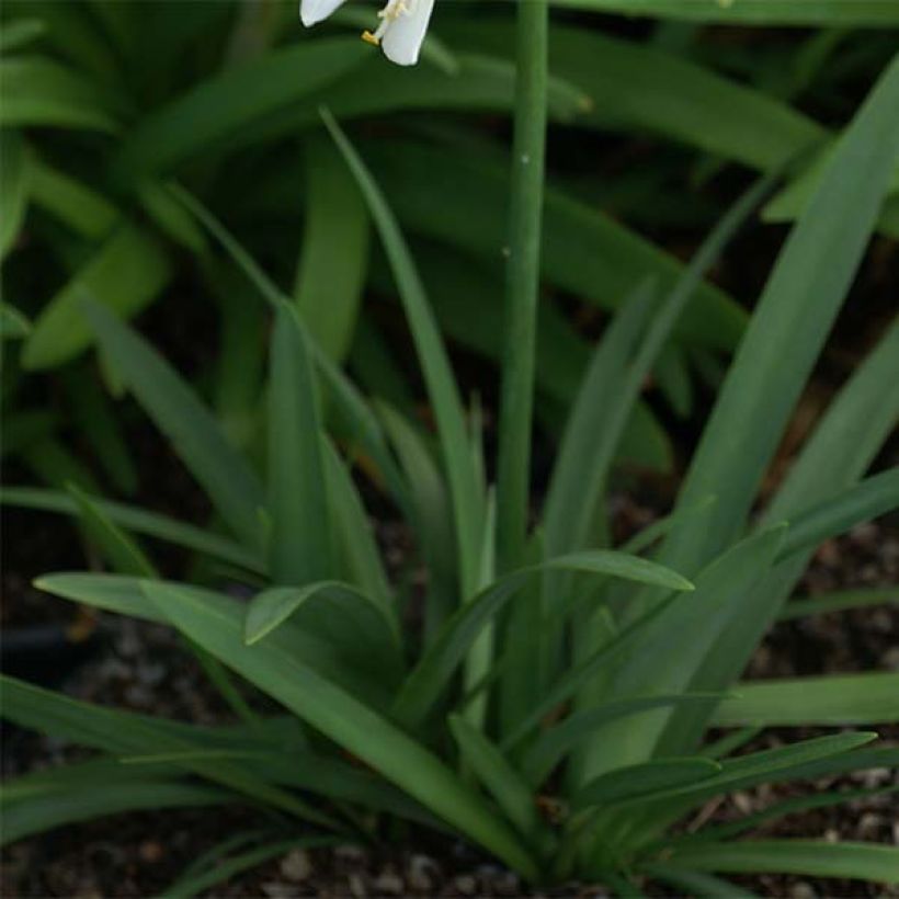 Agapanthus Thumbelina (Foliage)