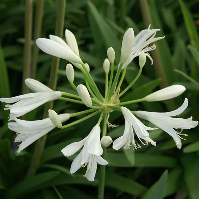 Agapanthus Thumbelina (Flowering)