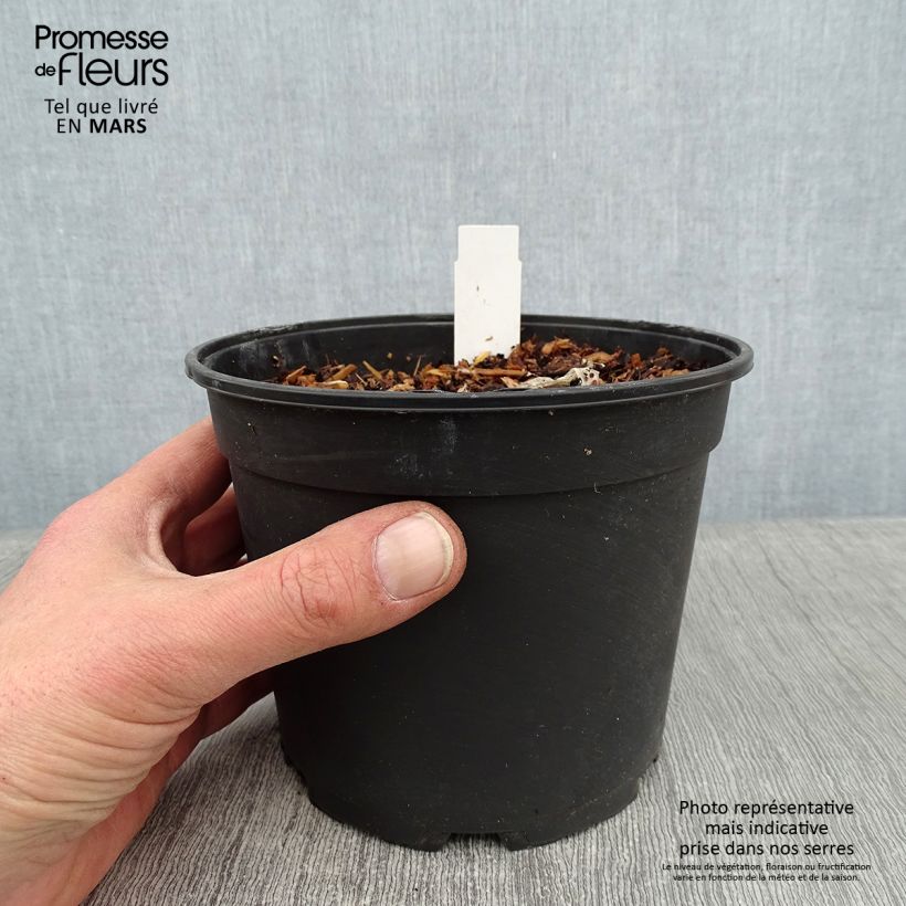 Agapanthus Tinkerbell 2L/3L pot sample as delivered in winter