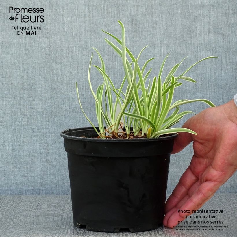 Agapanthus Tinkerbell 2L/3L pot sample as delivered in spring