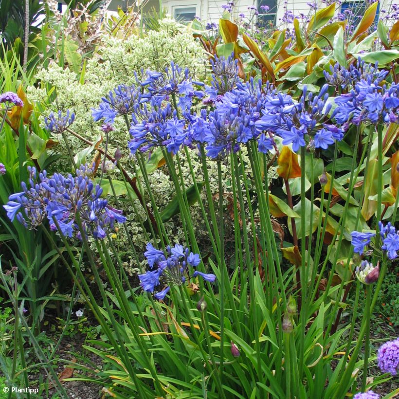 Agapanthus Tom Thumb (Plant habit)