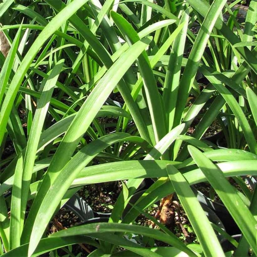 Agapanthus Twister (Foliage)