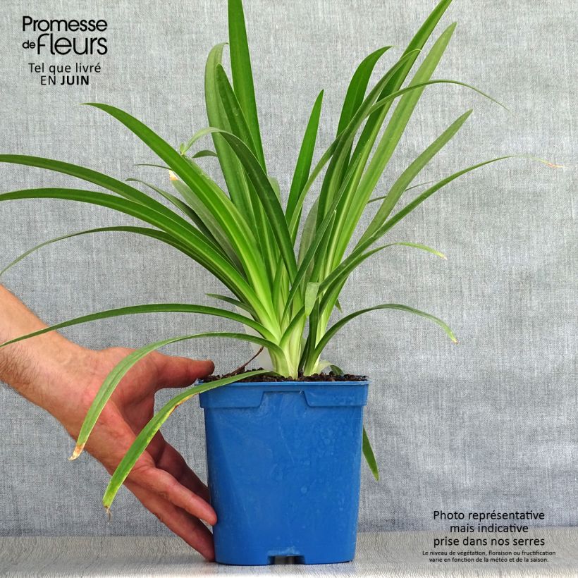 Agapanthus Twister 1.5L/2L pot sample as delivered in summer