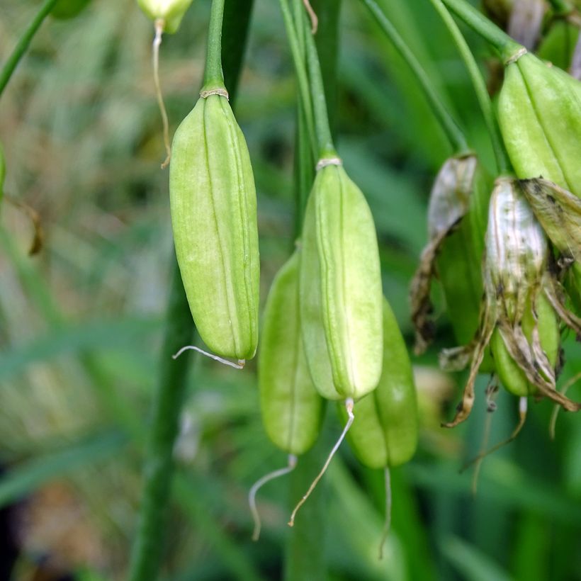 Agapanthus Twister (Harvest)