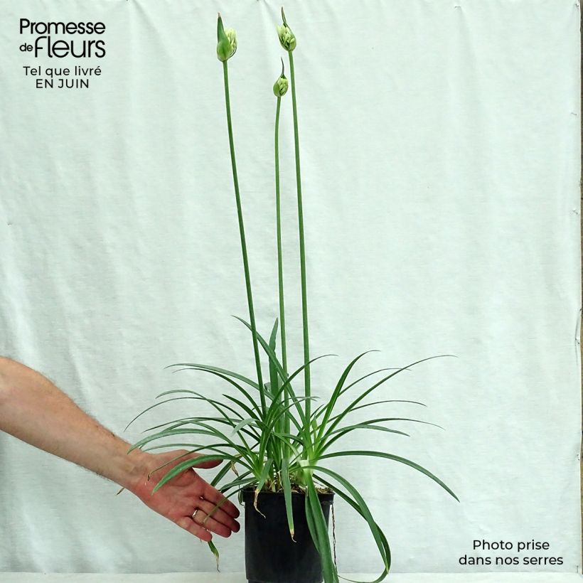 Agapanthus Twister 3L/4L pot sample as delivered in summer