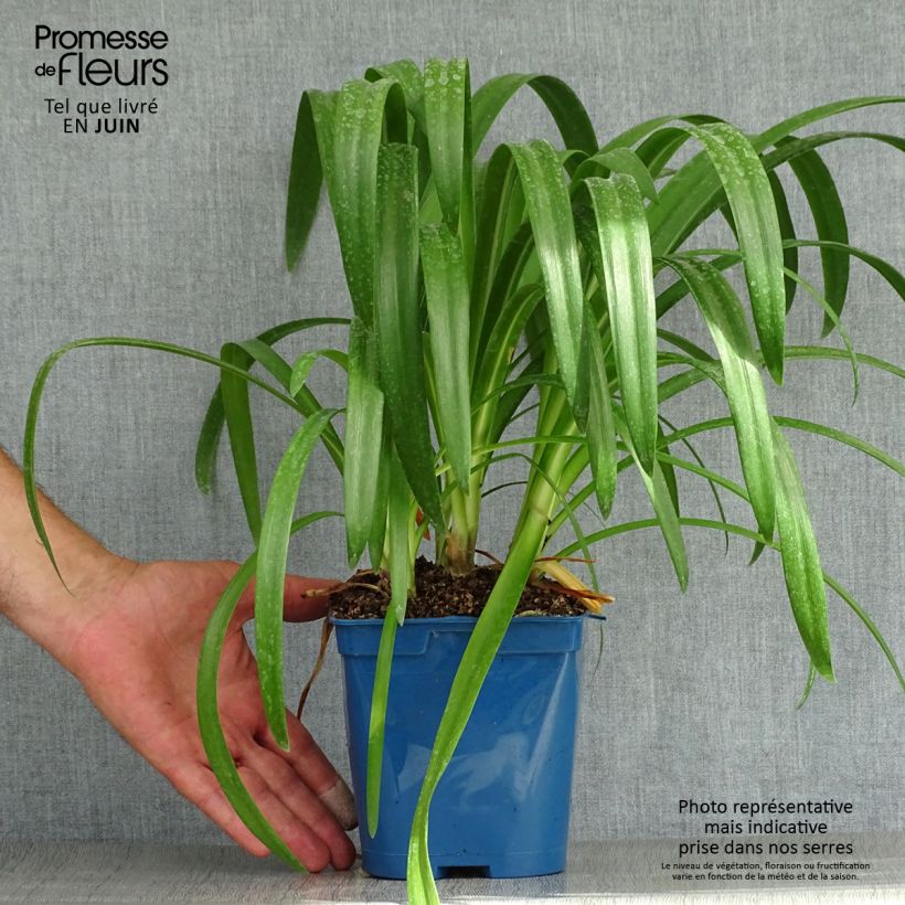 Agapanthus Vallée de lAuthion 2L/3L pot sample as delivered in summer