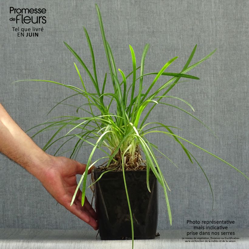 Agapanthus hybridus Vallée de la Romanche 2L/3L pot sample as delivered in summer