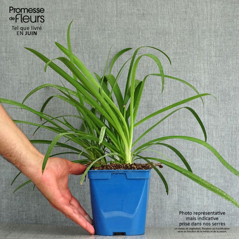Agapanthus hybridus Vallée de la Sarthe 2L/3L pot sample as delivered in summer