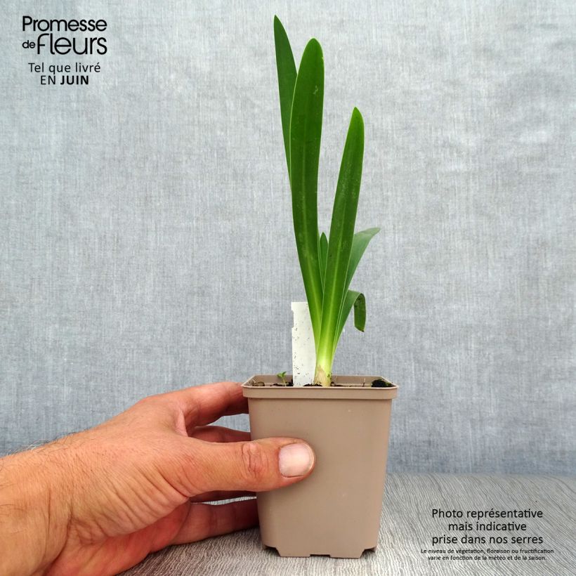 Agapanthus White Heaven 8/9 cm pot sample as delivered in summer