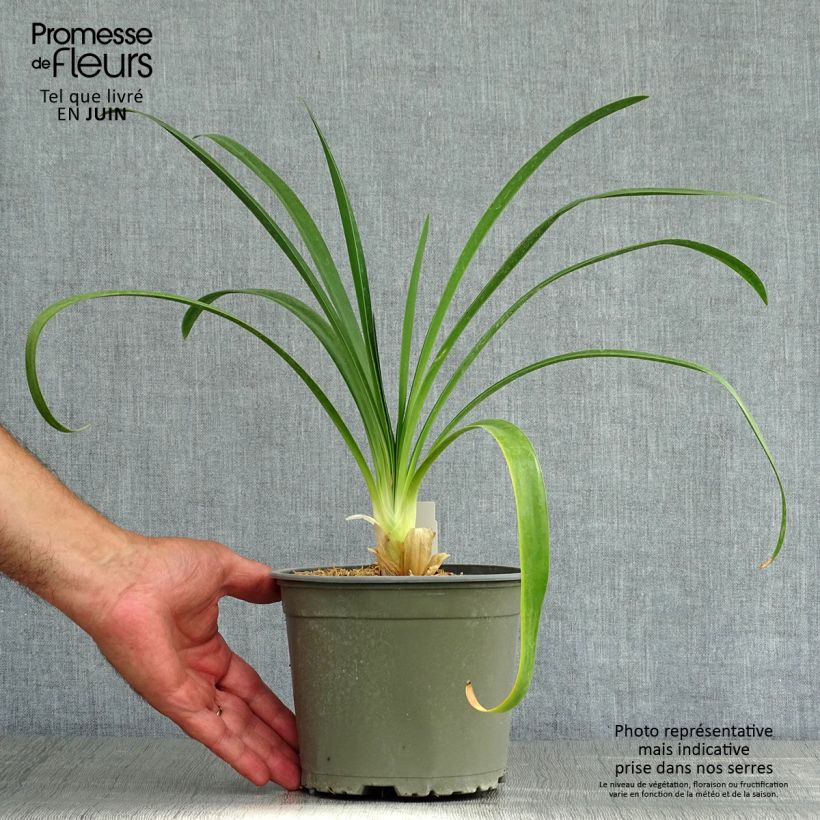 Agapanthus White Heaven 2L/3L pot sample as delivered in summer