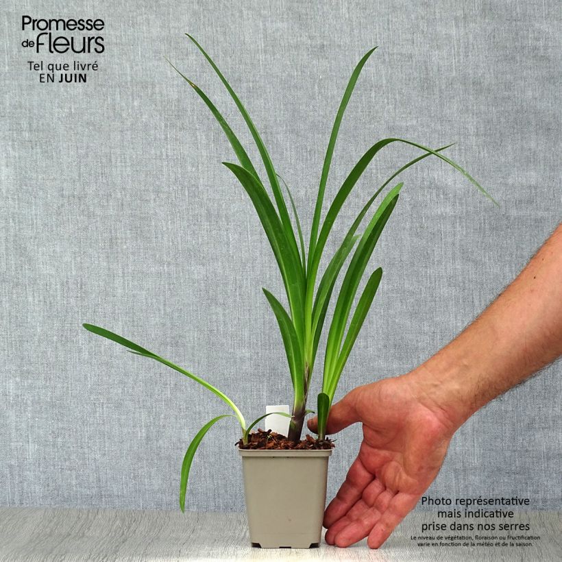 Agapanthus Windsor Grey 8/9 cm pot sample as delivered in summer