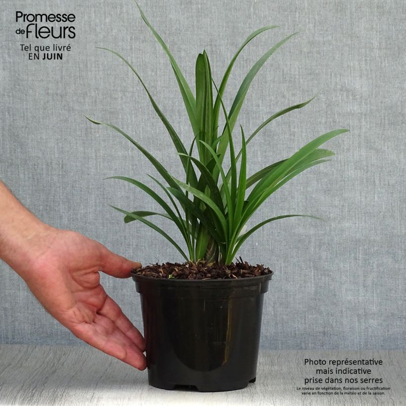 Agapanthus Windsor Grey 2L/3L pot sample as delivered in summer