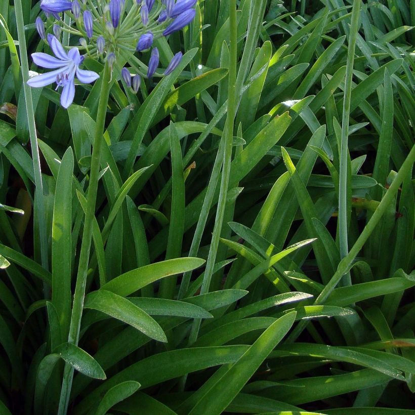 Agapanthus umbellatus (Foliage)