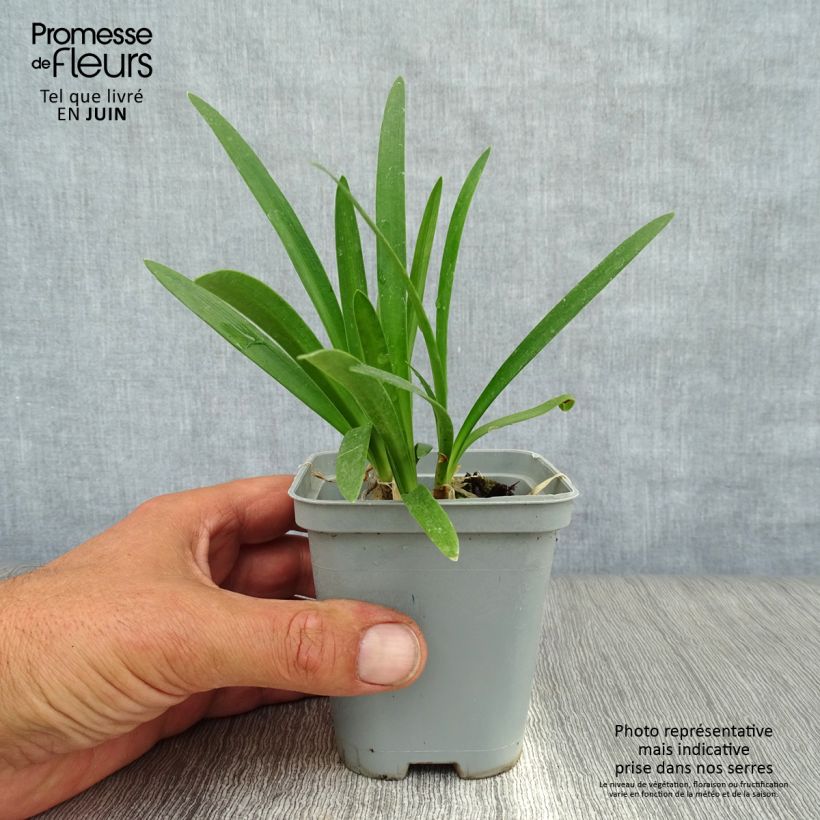 Agapanthus africanus Albus 7/8 cm pot sample as delivered in summer
